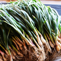 <季節限定> 餃子のかわしも|葉にんにくの焼き餃子 10個入
